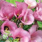 100 PCS Seeds Eustoma Grandiflorum Seeds Water Pink Double Flowers Hybrid