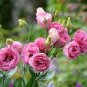 100 PCS Seeds Eustoma Grandiflorum Seeds Water Pink Double Flowers Hybrid