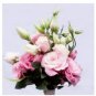 100 PCS Seeds Eustoma Grandiflorum Seeds Water Pink Double Flowers Hybrid