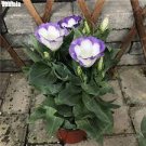 200 PCS Seeds Eustoma Seed Perennial Flowering Plants