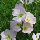 100 PCS Seeds Evening Primrose 100 PCS Seeds Evening Primrose