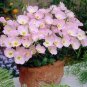 100 PCS Seeds Evening Primrose