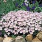 100 PCS Seeds Evening Primrose
