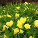 100 PCS Seeds Evening Primrose 100 PCS Seeds Evening Primrose