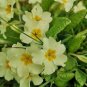 100 PCS Seeds Evening Primrose