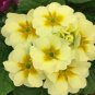 100 PCS Seeds Evening Primrose