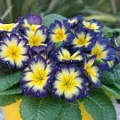 200 PCS Seeds Evening Primrose Blue Evening Primrose