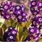 200 PCS Seeds Evening Primrose Blue Evening Primrose