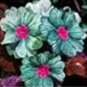 200 PCS Seeds Evening Primrose Blue Evening Primrose