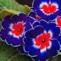 200 PCS Seeds Evening Primrose Blue Evening Primrose