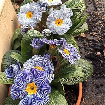 100 PCS Seeds Evening Primrose Zebra Blue Evening Primrose Bonsai
