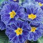 100 PCS Seeds Evening Primrose Zebra Blue Evening Primrose Bonsai