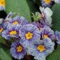 100 PCS Seeds Evening Primrose Zebra Blue Evening Primrose Bonsai