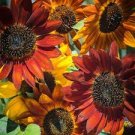 20 PCS Seeds Evening Sun Sunflower