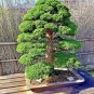 20 PCS Seeds Evergreen Cedar Tree