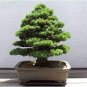 20 PCS Seeds Evergreen Cedar Tree