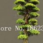 20 PCS Seeds Evergreen Cedar Tree