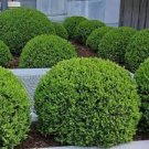 200 PCS Seeds Evergreen Ornamental Boxwood Shrub Green Tree