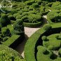 1000 PCS Seeds Evergreen Ornamental Boxwood Shrub Green Tree