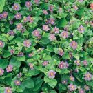 100 PCS Seeds Exacum Affine Seeds Hybrid F1 Persian Violets 100 PCS Seeds Exacum Affine Seeds Hybrid F1 Persian Violets