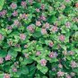 100 PCS Seeds Exacum Affine Seeds Hybrid F1 Persian Violets