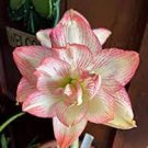 50 PCS Seeds Exotic Amaryllis Seeds Barbados Lily Potted
