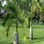 20 PCS Seeds Exotic Bottle Palm
