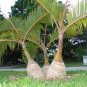 20 PCS Seeds Exotic Bottle Palm