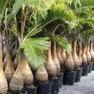 20 PCS Seeds Exotic Bottle Palm Bonsai Tropical Ornamental Tree Plant