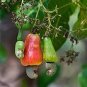 5 PCS Seeds Exotic Cashew Tree Seeds Anacardium Occidentale