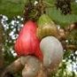 5 PCS Seeds Exotic Cashew Tree Seeds Anacardium Occidentale