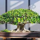 100 PCS Seeds Exotic Climbing Epipremnum Aureum Bonsai 100 PCS Seeds Exotic Climbing Epipremnum Aureum Bonsai