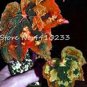 150 PCS Seeds Exotic Colorful Coleus Bonsai Indoor Flowers Potted Bonsai