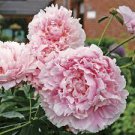 10 PCS Seeds Exotic Double Peony