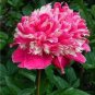 10 PCS Seeds Exotic Double Peony