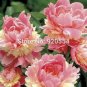 10 PCS Seeds Exotic Double Peony