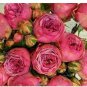 10 PCS Seeds Exotic Double Peony