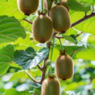 30 PCS Seeds Exotic Fruits Hardy Kiwi Vine Fruit Delicious Fruits 30 PCS Seeds Exotic Fruits Hardy Kiwi Vine Fruit Delicious Fruits