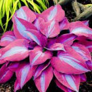 50 PCS Seeds Exotic Hosta Plant Seed Four Seasons Flower
