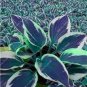 50 PCS Seeds Exotic Hosta Plant Seed Four Seasons Flower