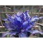 50 PCS Seeds Exotic Hosta Plant Seed Four Seasons Flower