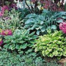 50 PCS Seeds Exotic Hosta Plant Seed Four Seasons Flower Perennial Mixed Plantain Lily