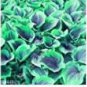 50 PCS Seeds Exotic Hosta Plant Seed Four Seasons Flower Perennial Mixed Plantain Lily
