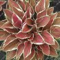 50 PCS Seeds Exotic Hosta Plant Seed Four Seasons Flower Perennial Mixed Plantain Lily