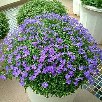 500 PCS Seeds Exotic Lobelia Bonsai, Garden Indoor Bonsai Flower Plant (Blue)