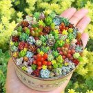 200 PCS Seeds Exotic Mini Succulent Cactus Rare Succulent Perennial Herb Plants