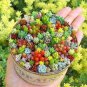 200 PCS Seeds Exotic Mini Succulent Cactus Rare Succulent Perennial Herb Plants