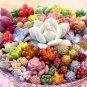 200 PCS Seeds Exotic Mini Succulent Cactus Rare Succulent Perennial Herb Plants