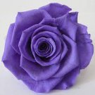 100 PCS Seeds Exotic Rainbow Rose Plants Mixed Colors Rosa Planta Outdoor Seed Potted