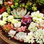200 PCS Seeds Exotic Mini Succulent Cactus Rare Succulent Perennial Herb Plants